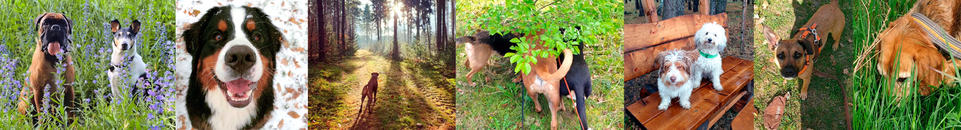 Stimmungsbild zum Thema Hundeauslauf