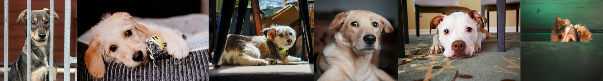 Stimmungsbild zum spezialisierten Training vojn Hunden aus dem Tierschutz