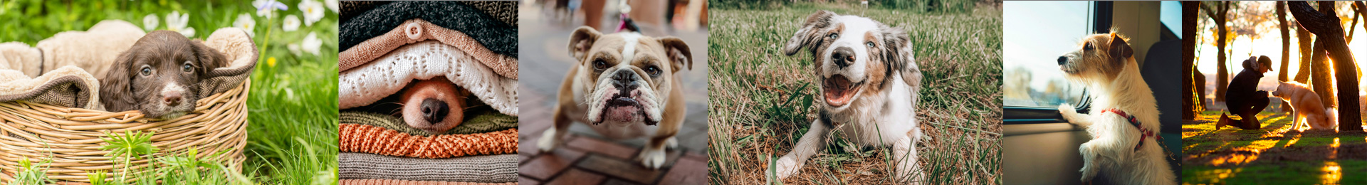 Stimmungsbild zum Thema Hundetraining