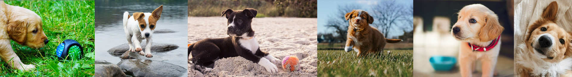 Stimmungsbild zum Thema Welpentraining