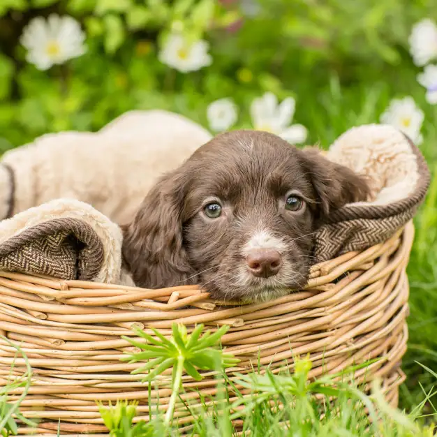 Ein niedlicher Welpe liegt in einem Körbchen