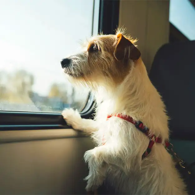 Ein Hund sitzt im Zug am Fenster und genießt entspannt und neugierig die Fahrt
