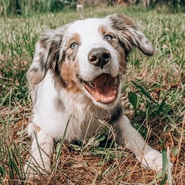 Stimmungsbild zum Thema Hundetraining