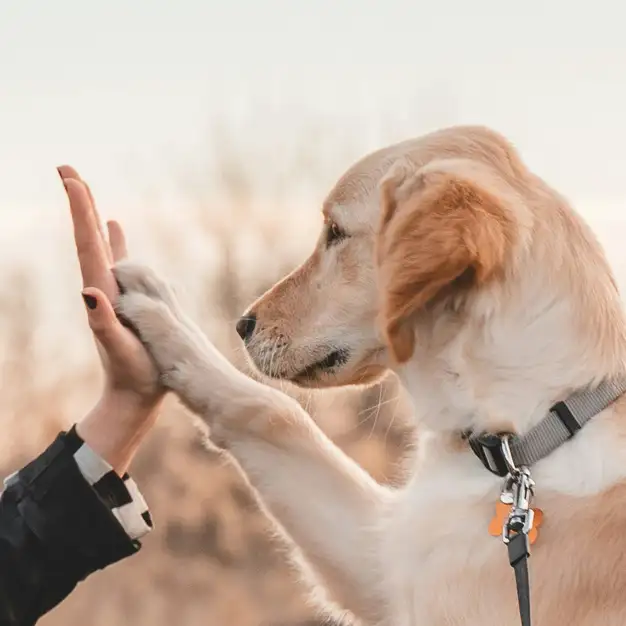 Ein Hund hilft seinem Besitzer bei den Herausforderungen des Alltags, um ihn zu unterstützen.